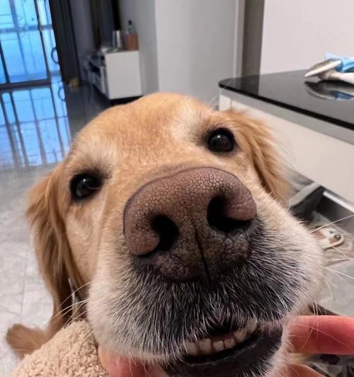 金毛犬的寿命及关键因素（了解金毛犬寿命的