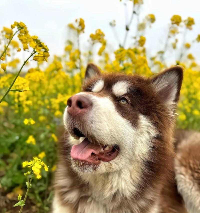 一个狗的故事——扭的奇幻冒险（一只狗的勇敢与坚持）(图1)