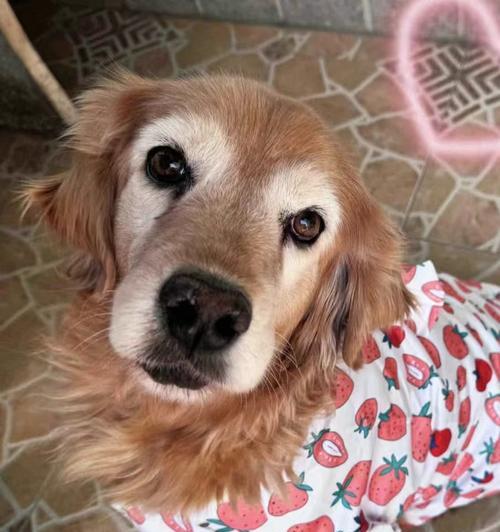 金毛犬常见疾病大揭秘(了解如何预防和治疗金毛犬的常见疾病)(图1) 金毛犬常见疾病大揭秘(了解如何预防和治疗金毛犬的常见疾病)(图1)