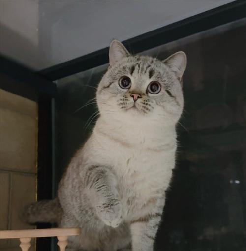 重点色猫与其他猫种的搭配之美（以重点色的猫为主角，探索不同猫种间的和谐共处）(图2)