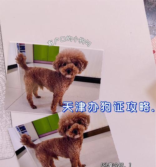 狗户口办理需提供的证件及相关要求（了解狗