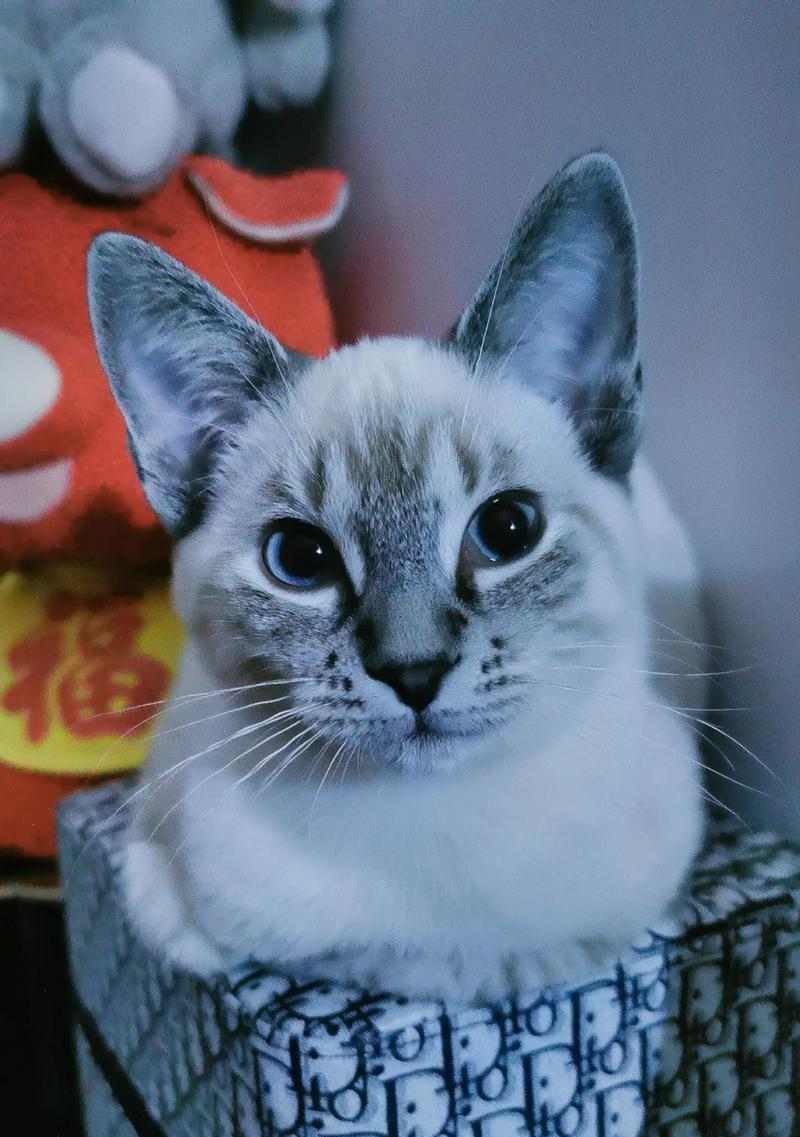 重点色猫与其他猫种的搭配之美（以重点色的