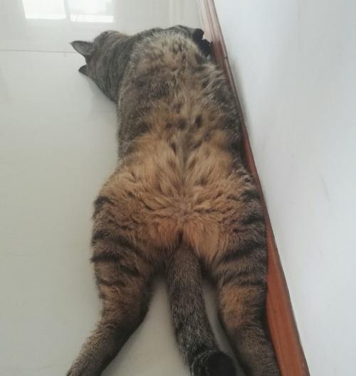 猫攻击前晃动之谜（探寻猫为何攻击前会进行晃动的原因）(图3)