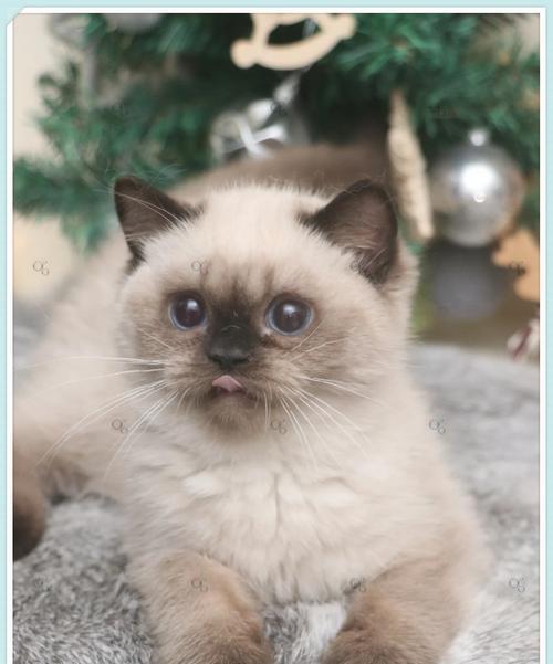 重点色猫与其他猫种的搭配之美（以重点色的猫为主角，探索不同猫种间的和谐共处）(图3)