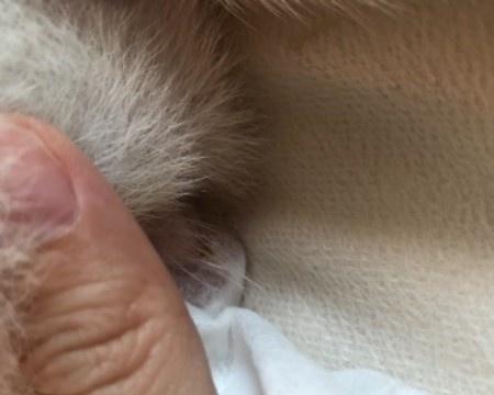 狗狗舔尿道的原因与危害（探究狗狗舔尿道的动机及其可能导致的健康问题）(图1)