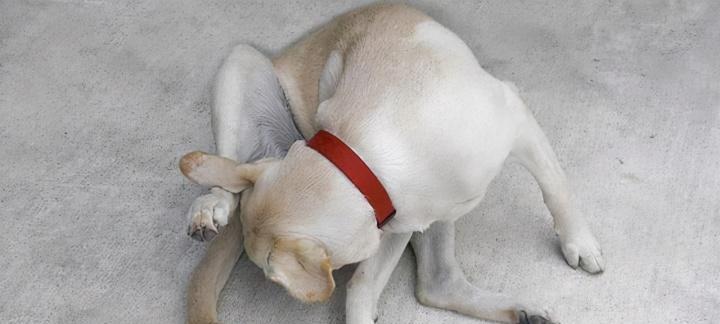 狗狗舔尿道的原因与危害（探究狗狗舔尿道的动机及其可能导致的健康问题）(图2)