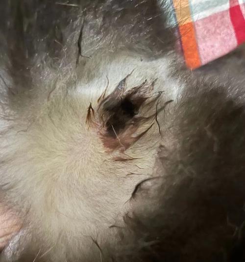 狗狗舔尿道的原因与危害（探究狗狗舔尿道的动机及其可能导致的健康问题）(图3)