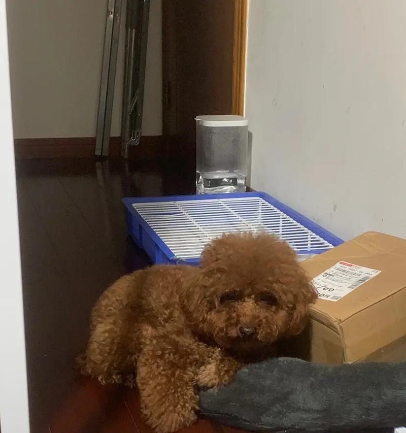 狗桃子发炎的症状及治疗方法（狗桃子发炎的原因、症状和预防措施）(图2)