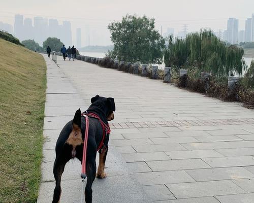 狗桃子发炎的症状及治疗方法（狗桃子发炎的原因、症状和预防措施）(图3)