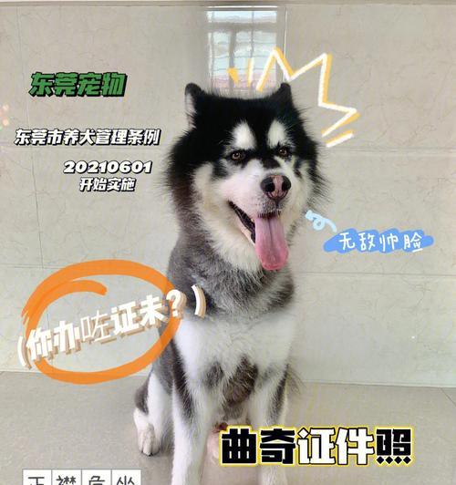 狗户口办理需提供的证件及相关要求（了解狗户口办理所需证件及要求，为宠物生活保驾护航）(图2)