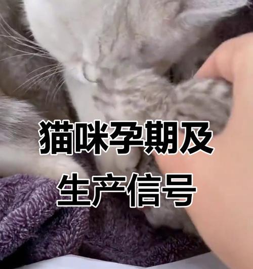猫的怀孕周期及繁殖特点解析（探秘猫咪怀孕的时机与过程）(图1)