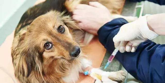 宠物洗澡多久能打针？（探索宠物洗澡与打针的最佳时间间隔）(图1)