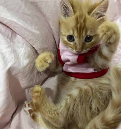 小猫驱虫滴剂使用后多久可以洗澡（关于小猫使用驱虫滴剂后的洗澡时间及注意事项）(图3)