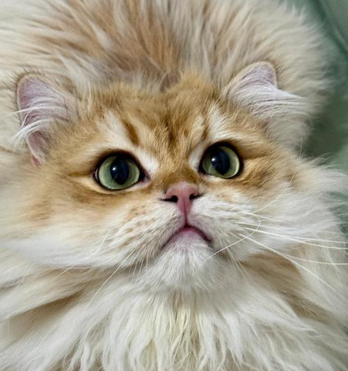 猫的怀孕周期及繁殖特点解析（探秘猫咪怀孕的时机与过程）(图3)