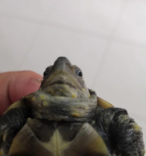 乌龟常见疾病及防治方法（了解乌龟的健康，