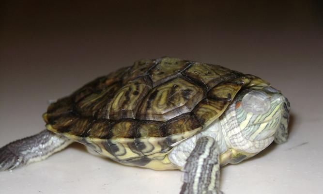 乌龟常见疾病及防治方法（了解乌龟的健康，护佑它的生命）(图2)