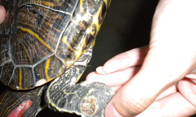 乌龟常见疾病及防治方法（了解乌龟的健康，护佑它的生命）(图3)