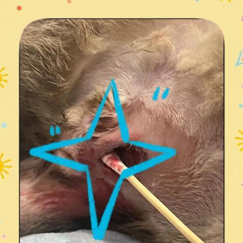 小猫舔肛门的频率及原因分析（探讨小猫舔肛门的行为习惯和健康问题）(图3)