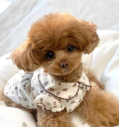 如何控制成年泰迪的狗粮摄入量（泰迪犬每日狗粮摄入量的建议和控制方法）(图3)