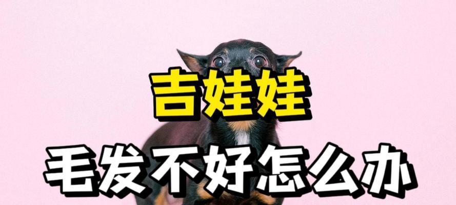 吉娃娃的争议性及其引起不满的原因（揭示吉娃娃背后的引起争议的因素）(图3)