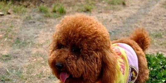 解析狗厌食症（了解狗厌食症的常见症状及应对方法）(图2)