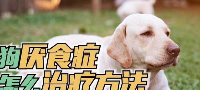 解析狗厌食症（了解狗厌食症的常见症状及应对方法）(图3)