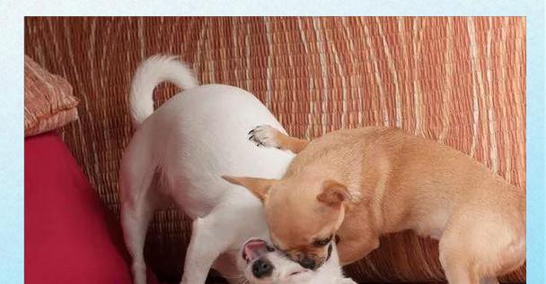 吉娃娃的争议性及其引起不满的原因（揭示吉娃娃背后的引起争议的因素）(图2)