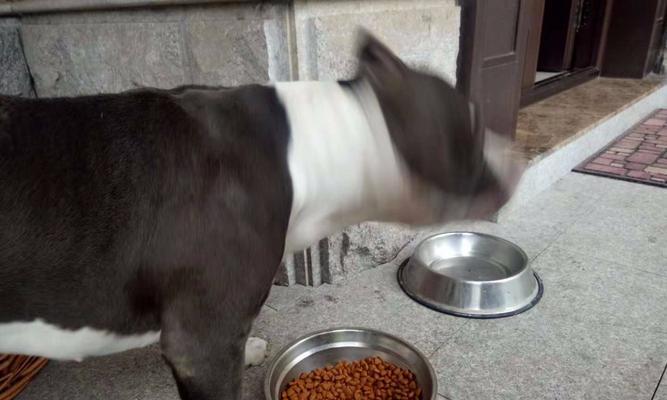 解析狗厌食症（了解狗厌食症的常见症状及应