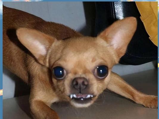 吉娃娃的争议性及其引起不满的原因（揭示吉娃娃背后的引起争议的因素）(图1)