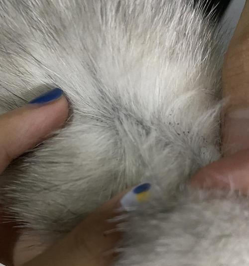 黑斑猫——身上的神秘图案（揭开黑斑猫的谜团，了解身上黑斑的来源）(图2)