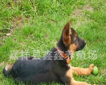 以西德犬的饮食与个子（了解以西德犬的食物偏好，提升个子生长质量）(图3)