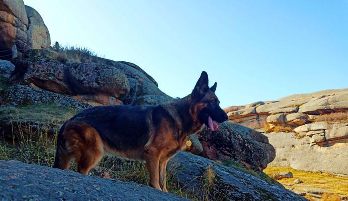 以西德犬的饮食与个子（了解以西德犬的食物偏好，提升个子生长质量）(图1)