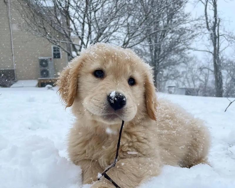 金毛小狗狗的魅力与特点（探索金毛小狗狗的可爱与活泼——一只迷人的家庭宠物）(图1)