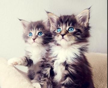 黑斑猫——身上的神秘图案（揭开黑斑猫的谜团，了解身上黑斑的来源）(图3)