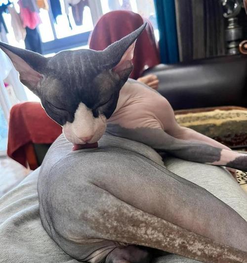 黑斑猫——身上的神秘图案（揭开黑斑猫的谜团，了解身上黑斑的来源）(图1)