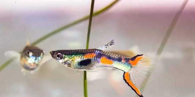 野外孔雀鱼的饮食习惯及营养需求（探索孔雀鱼的饮食偏好与健康生长关系的研究）(图3)