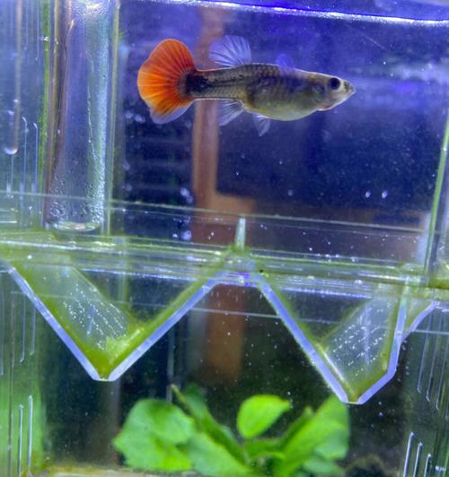 野外孔雀鱼的饮食习惯及营养需求（探索孔雀鱼的饮食偏好与健康生长关系的研究）(图2)