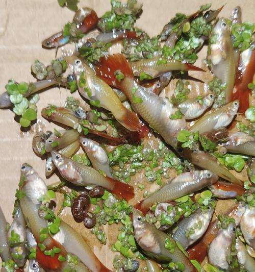 野外孔雀鱼的饮食习惯及营养需求（探索孔雀鱼的饮食偏好与健康生长关系的研究）(图1)