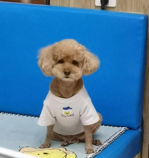 揭秘狗狗屁股为何会变红（探寻狗狗屁股红的原因及解决办法）(图2)