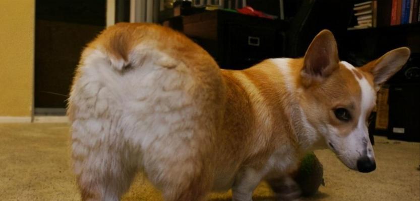 揭秘狗狗屁股为何会变红（探寻狗狗屁股红的原因及解决办法）(图3)