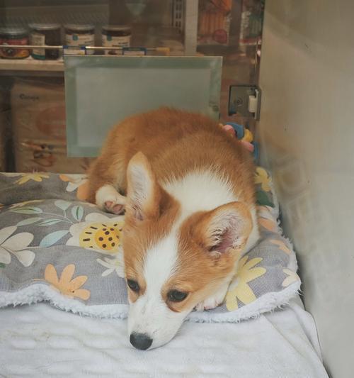 泰迪狗狗的饮食需求与健康管理（以泰迪生了狗狗吃什么？如何合理安排饮食？）(图1)