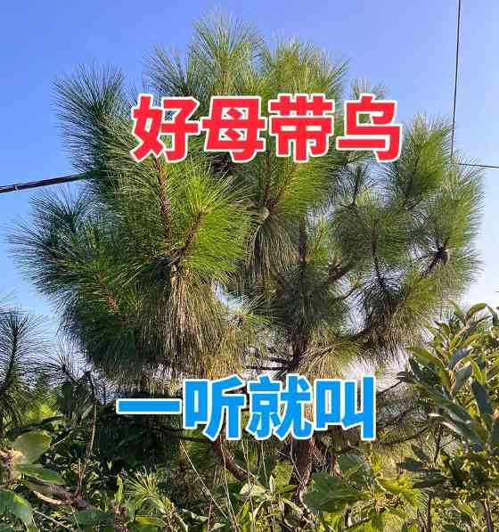 画眉鸟养几个月能卖到高价？（探究画眉鸟养殖时间与市场价值的关系）(图2)