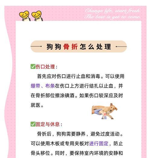 如何妥善处理受伤狗狗的伤口？（5个步骤教你正确处理狗狗的伤口）(图3)