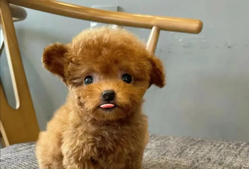 如何合理喂养泰迪幼犬，防止过度肥胖（八分饱饮食控制的重要性及喂食技巧）(图2)