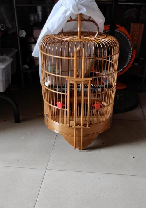 画眉鸟养几个月能卖到高价？（探究画眉鸟养殖时间与市场价值的关系）(图1)