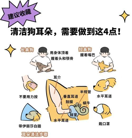 如何妥善处理受伤狗狗的伤口？（5个步骤教你正确处理狗狗的伤口）(图2)