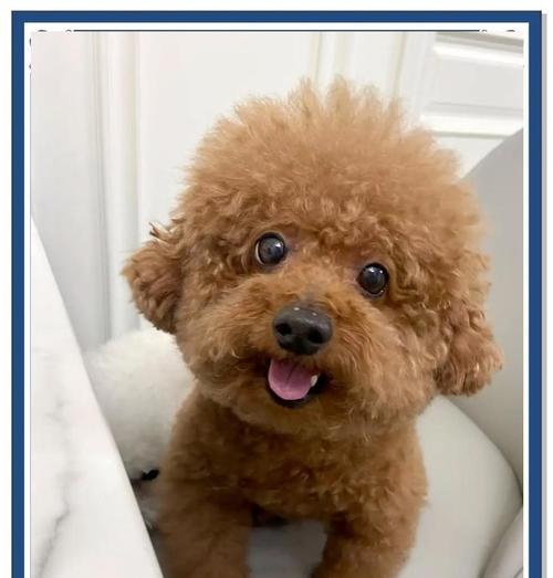 如何合理喂养泰迪幼犬，防止过度肥胖（八分饱饮食控制的重要性及喂食技巧）(图1)