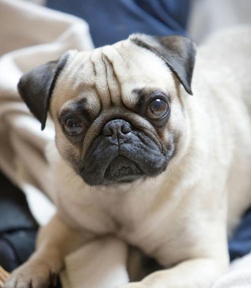 以巴哥犬的遛弯时长（探究以巴哥犬每次遛弯的最佳时长）(图2)