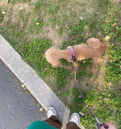 以巴哥犬的遛弯时长（探究以巴哥犬每次遛弯的最佳时长）(图1)