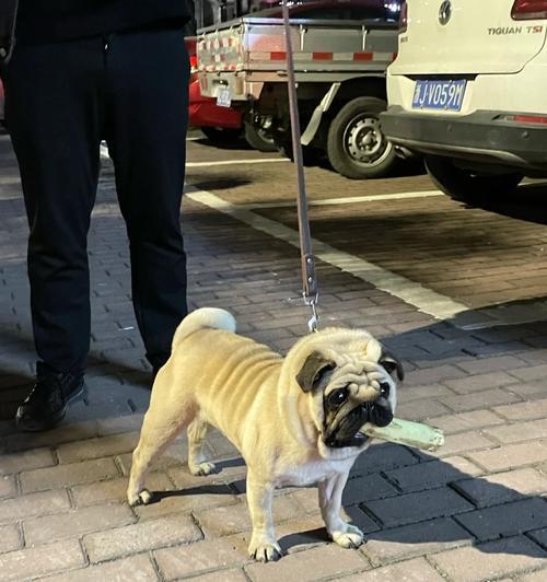 以巴哥犬的遛弯时长（探究以巴哥犬每次遛弯的最佳时长）(图3)